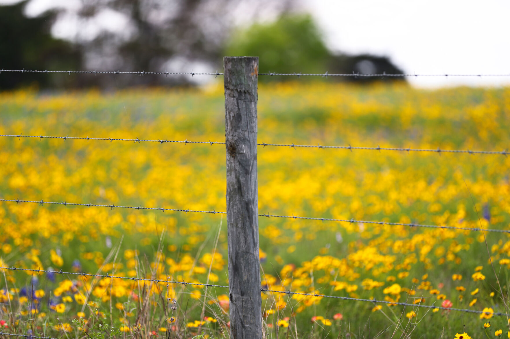 Brazos Valley Wildflowers